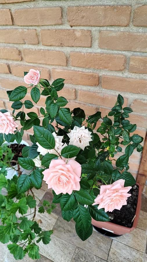 Chale Vale Das Flores - Visconde De Maua Rj Eksteriør bilde